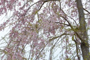 20160401ギオンシダレザクラ　一重白彼岸枝垂桜 (3)